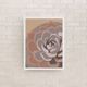 Illustration "Succulent #2" par Noums Atelier