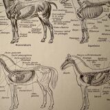 Lithograph on the anatomy of the horse - 1920