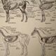 Lithograph on the anatomy of the horse - 1920