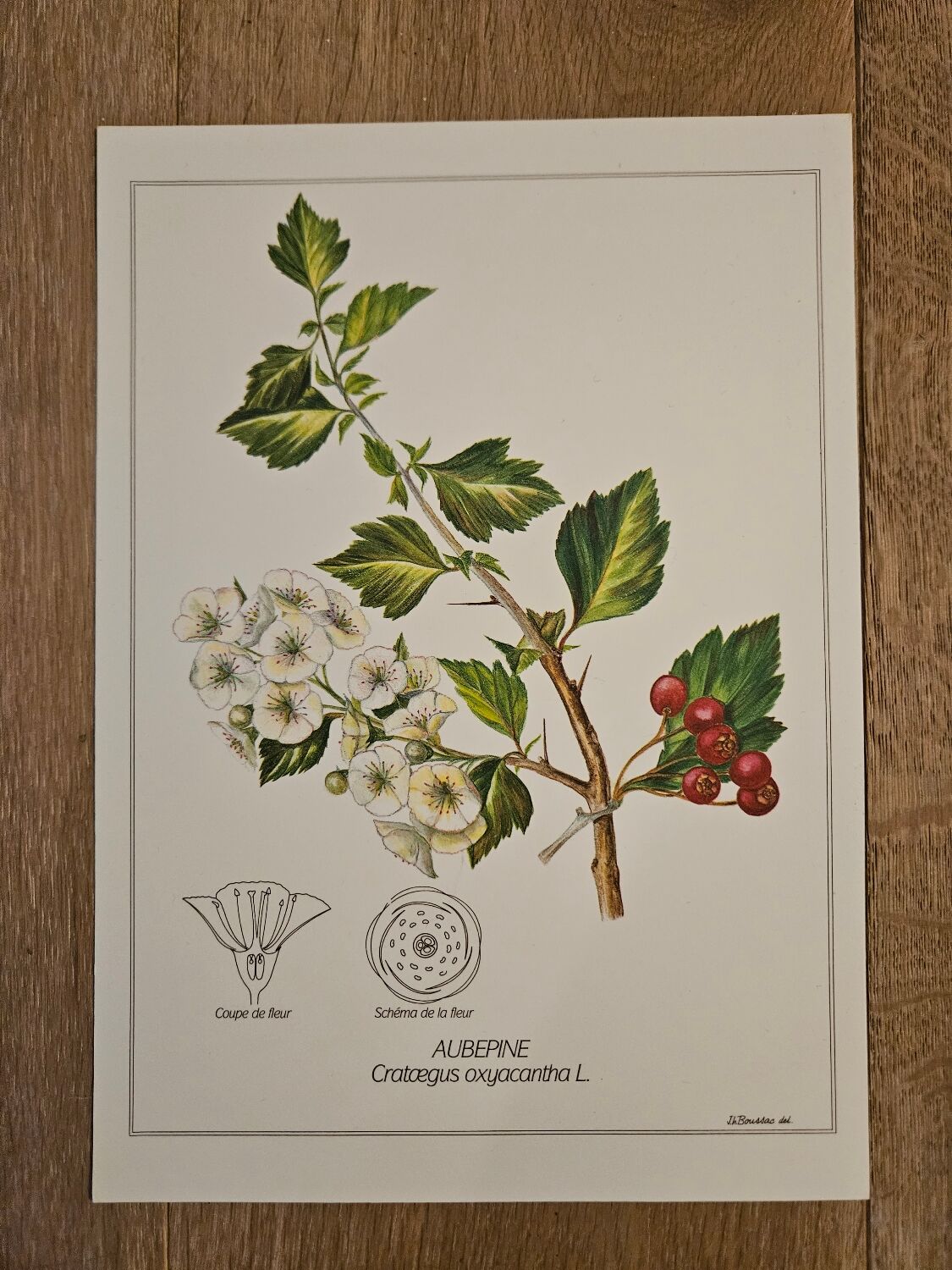 Hawthorn botanical poster