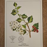Hawthorn botanical poster