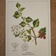 Hawthorn botanical poster