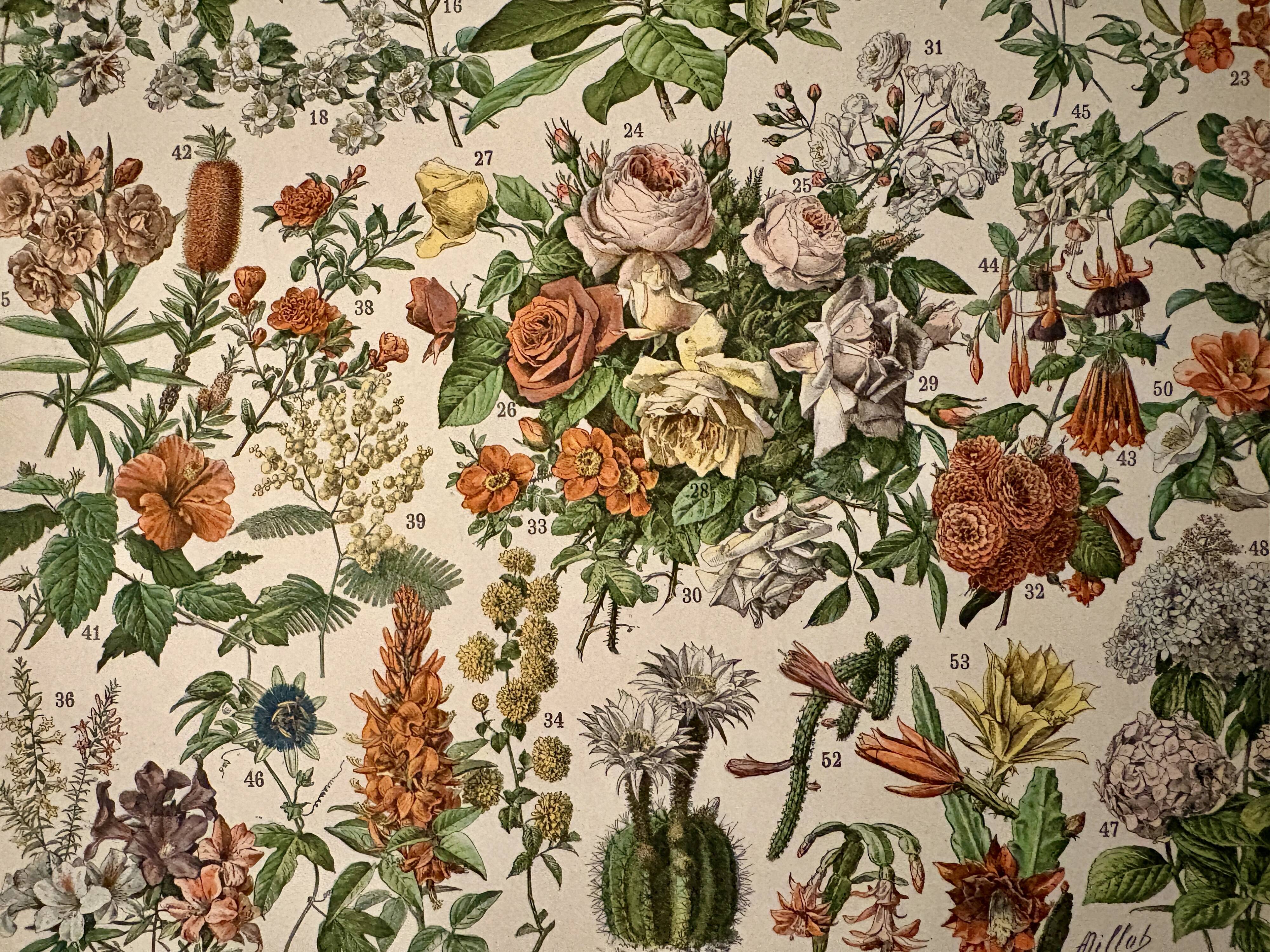 Lithographie sur les fleurs, catalpa, 1900