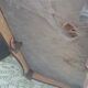 Chesterfield sofa