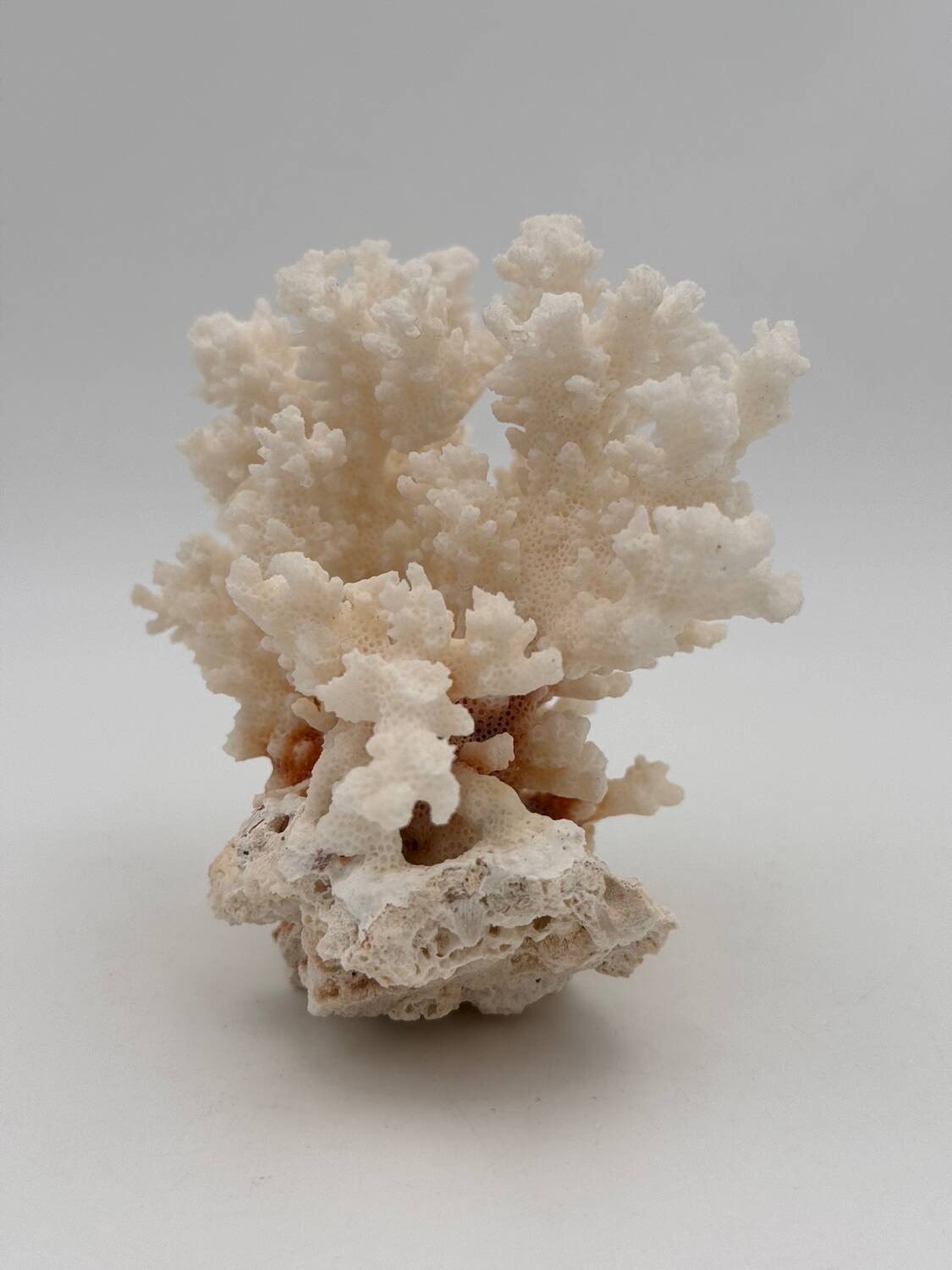 Old white natural coral - 1970s