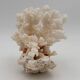 Old white natural coral - 1970s