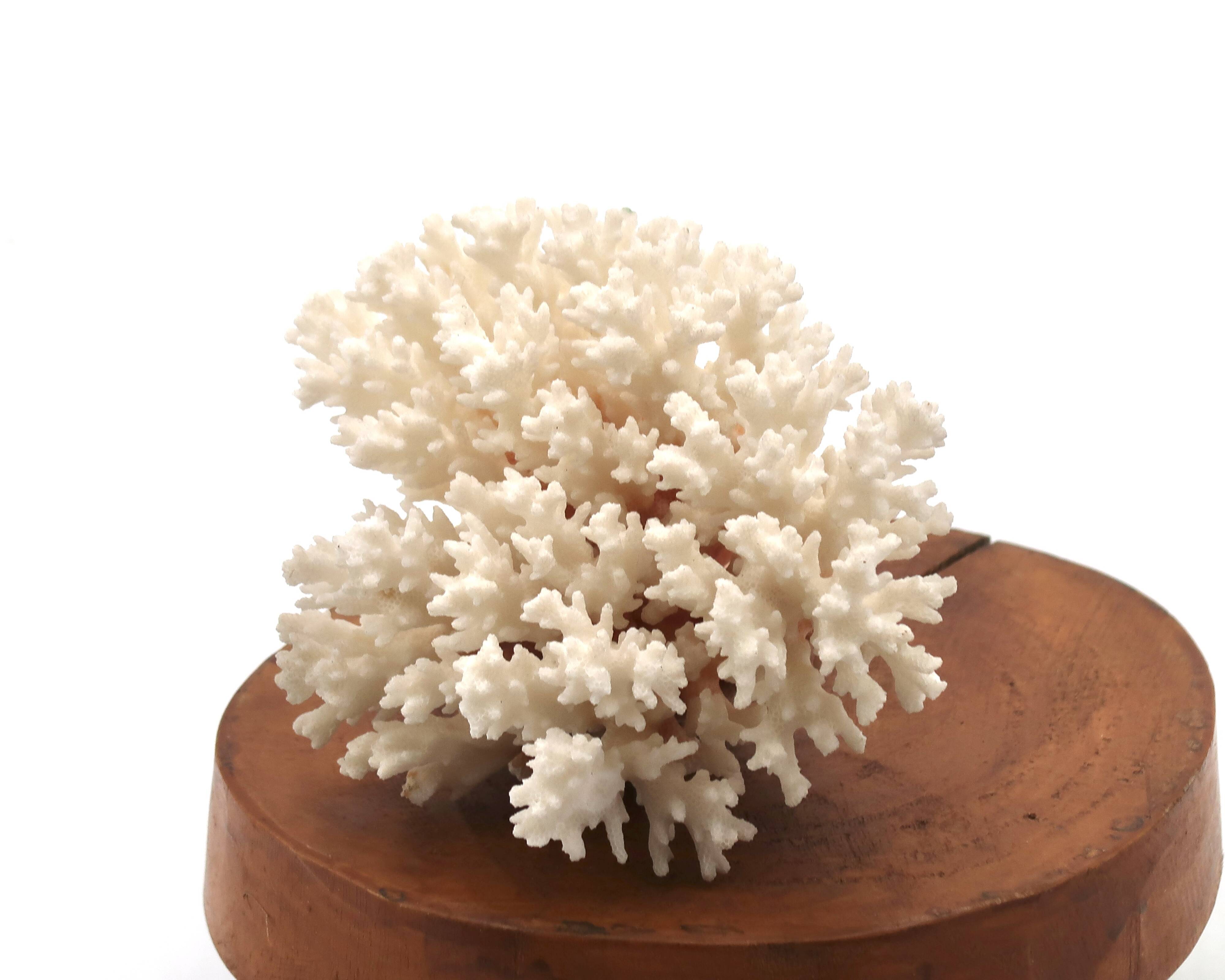 Old branch of white coral, 1970s