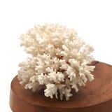 Old branch of white coral, 1970s