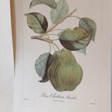 Botanic posters