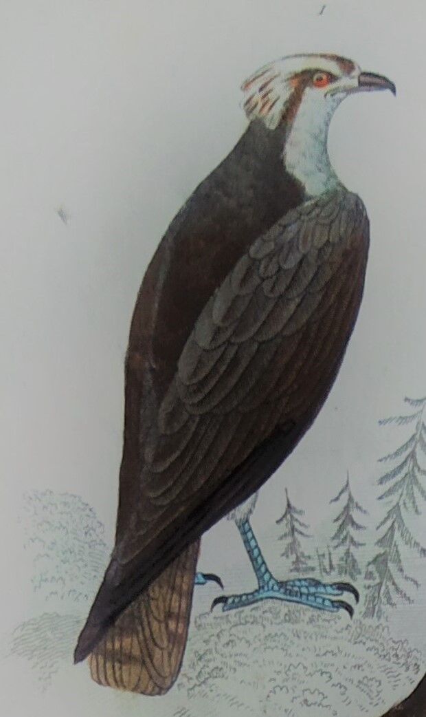 Original Ornithological Plate "Osprey - Fraxine - &c..." Buffon 1836