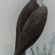 Original Ornithological Plate "Osprey - Fraxine - &c..." Buffon 1836