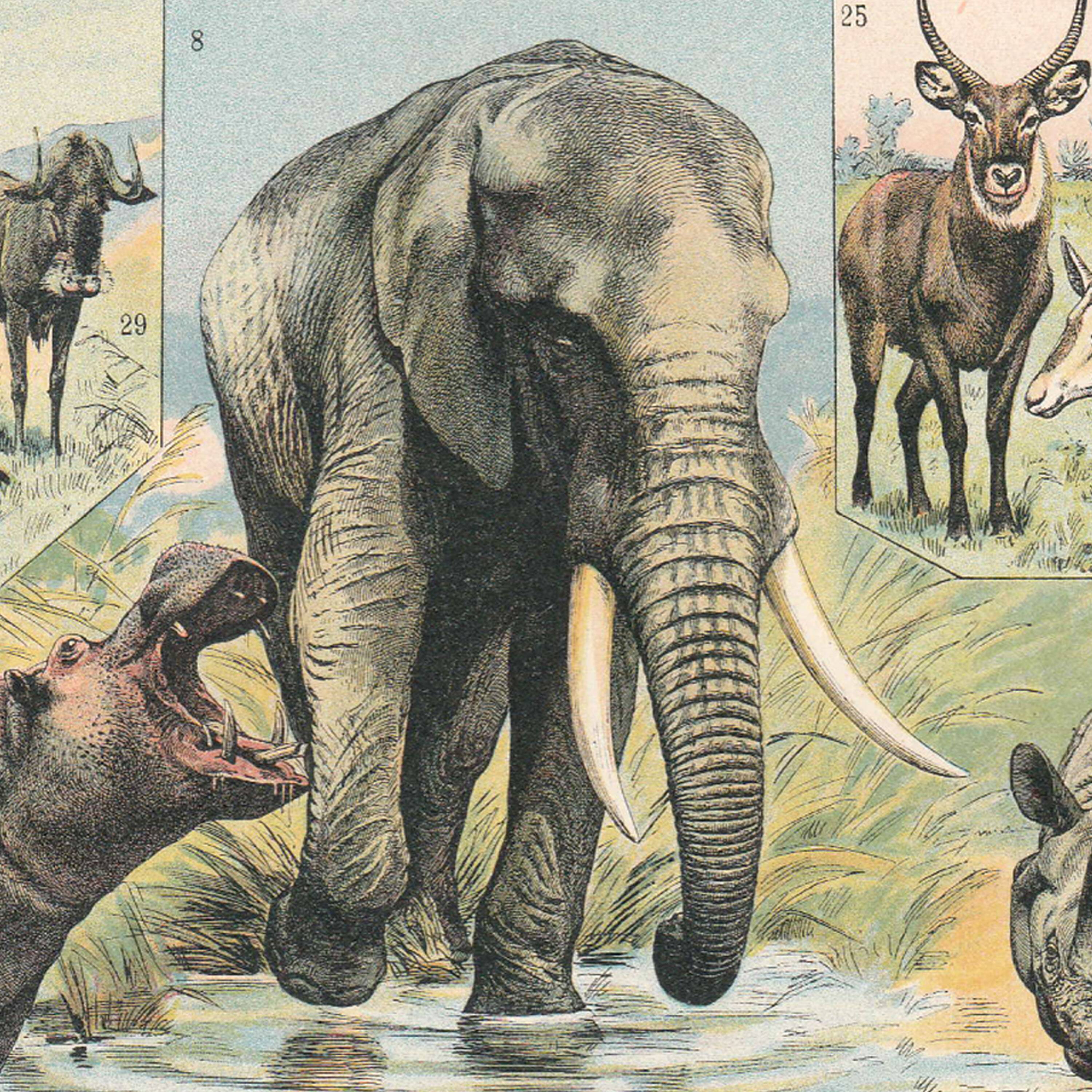 Old plate on mammals 1897