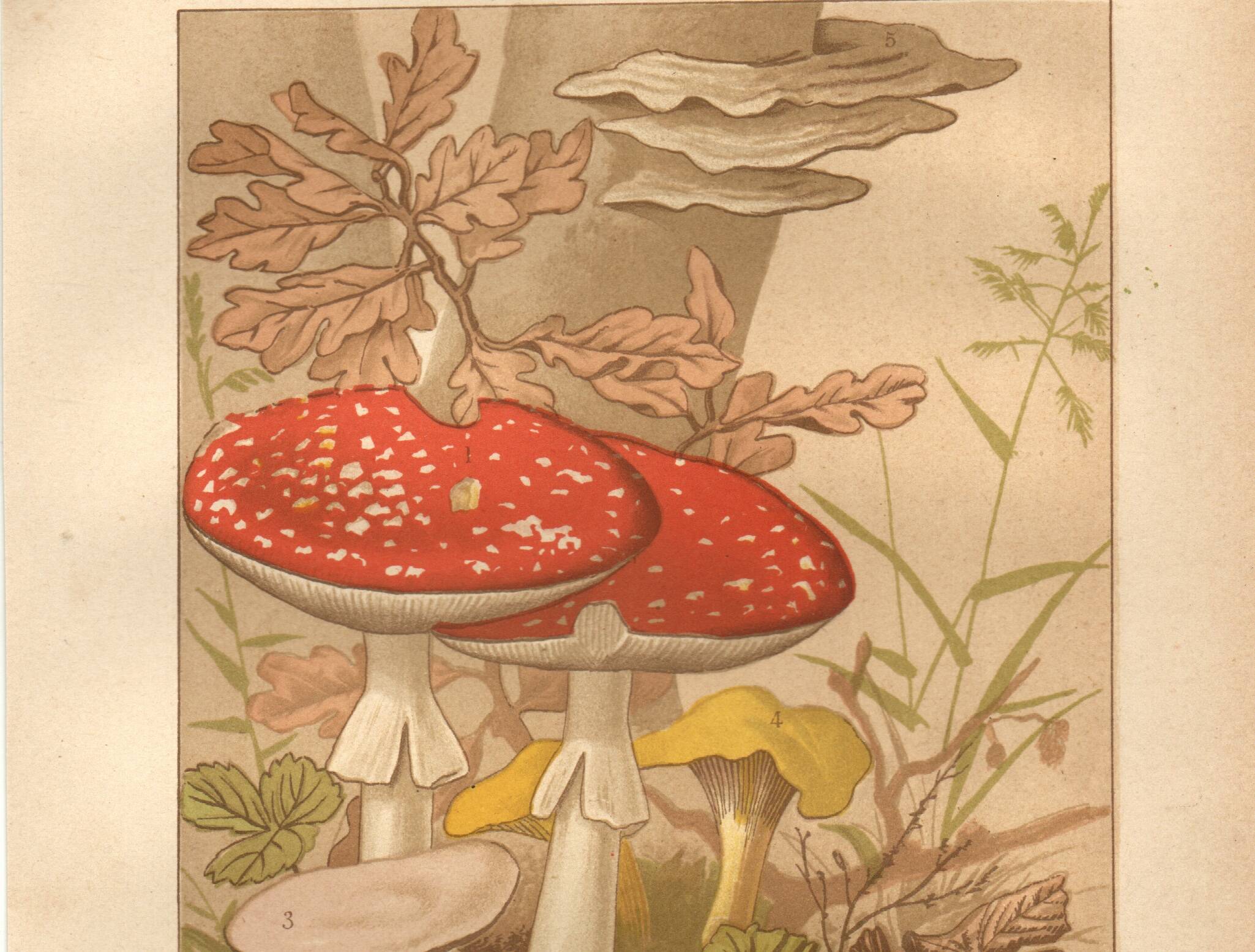 Old engraving from 1889 - Medicinal mushrooms - Botanical illustration