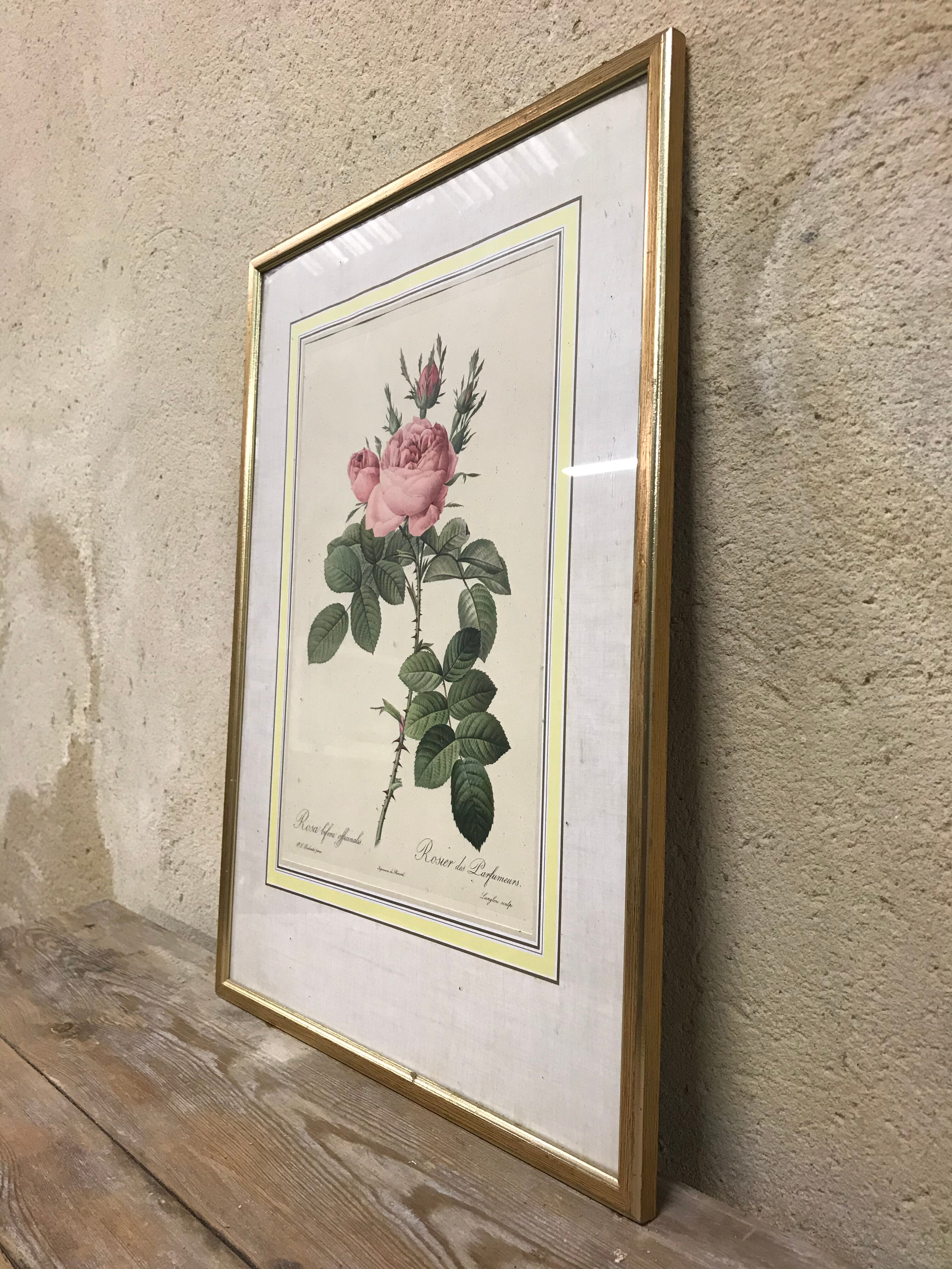 Engraving "rosier des perfumers"