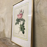 Engraving "rosier des perfumers"