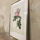 Engraving "rosier des perfumers"