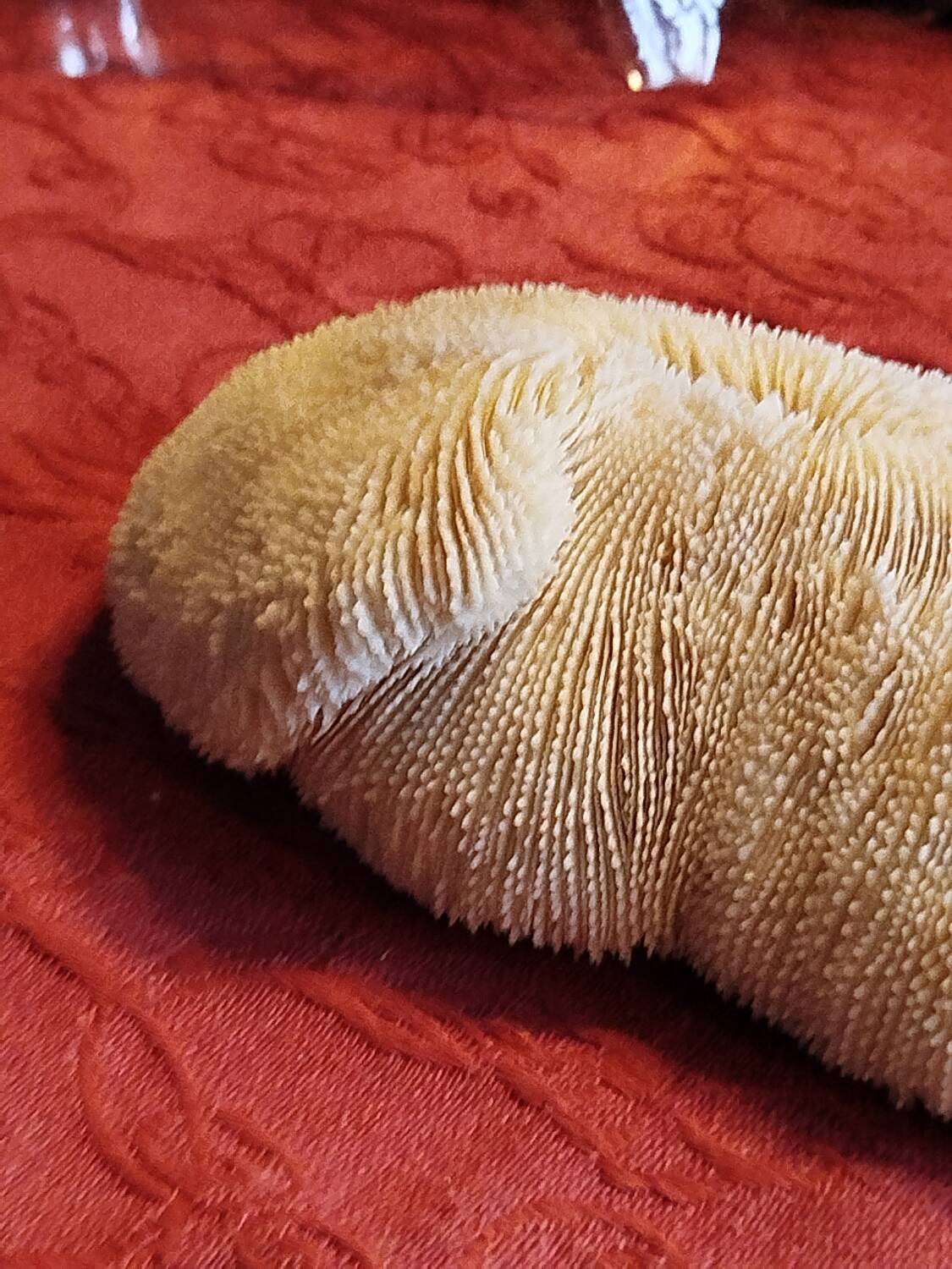 White coral fungia