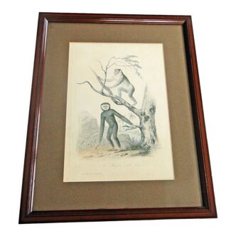 Animal engraving xixth illustration travies art framing cabinet of curiosities n° 4