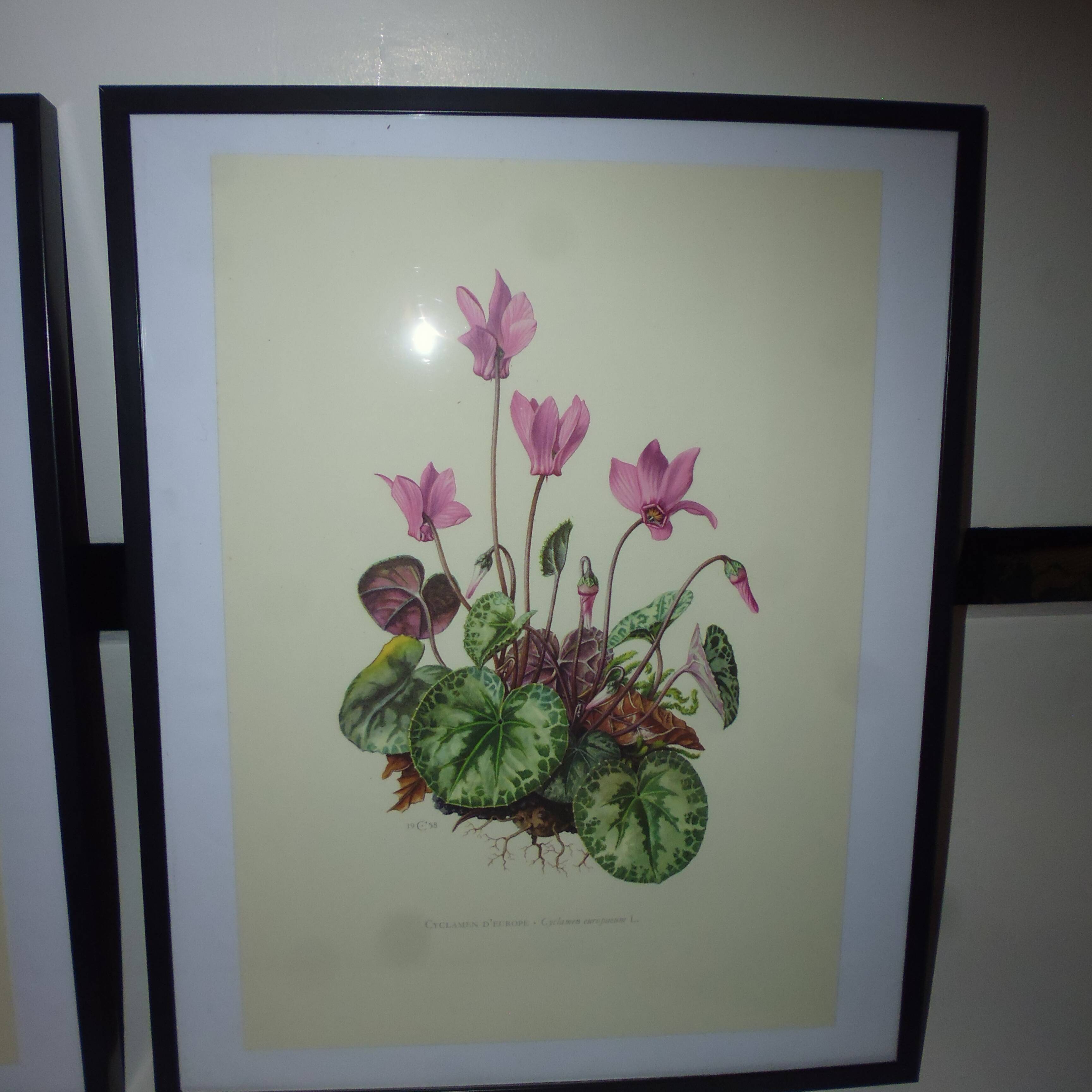 3 pink flower planks framed cyclamen, woolly ciss, lilies