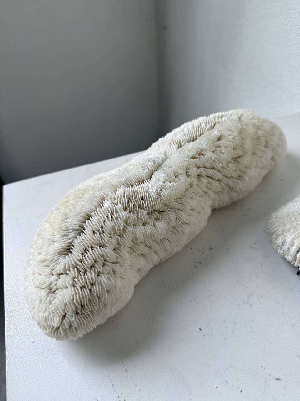 Pair of Fungia "shark cushion" corals