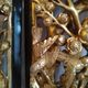 Pair of Ningbo panels in Chinese carved gilded wood