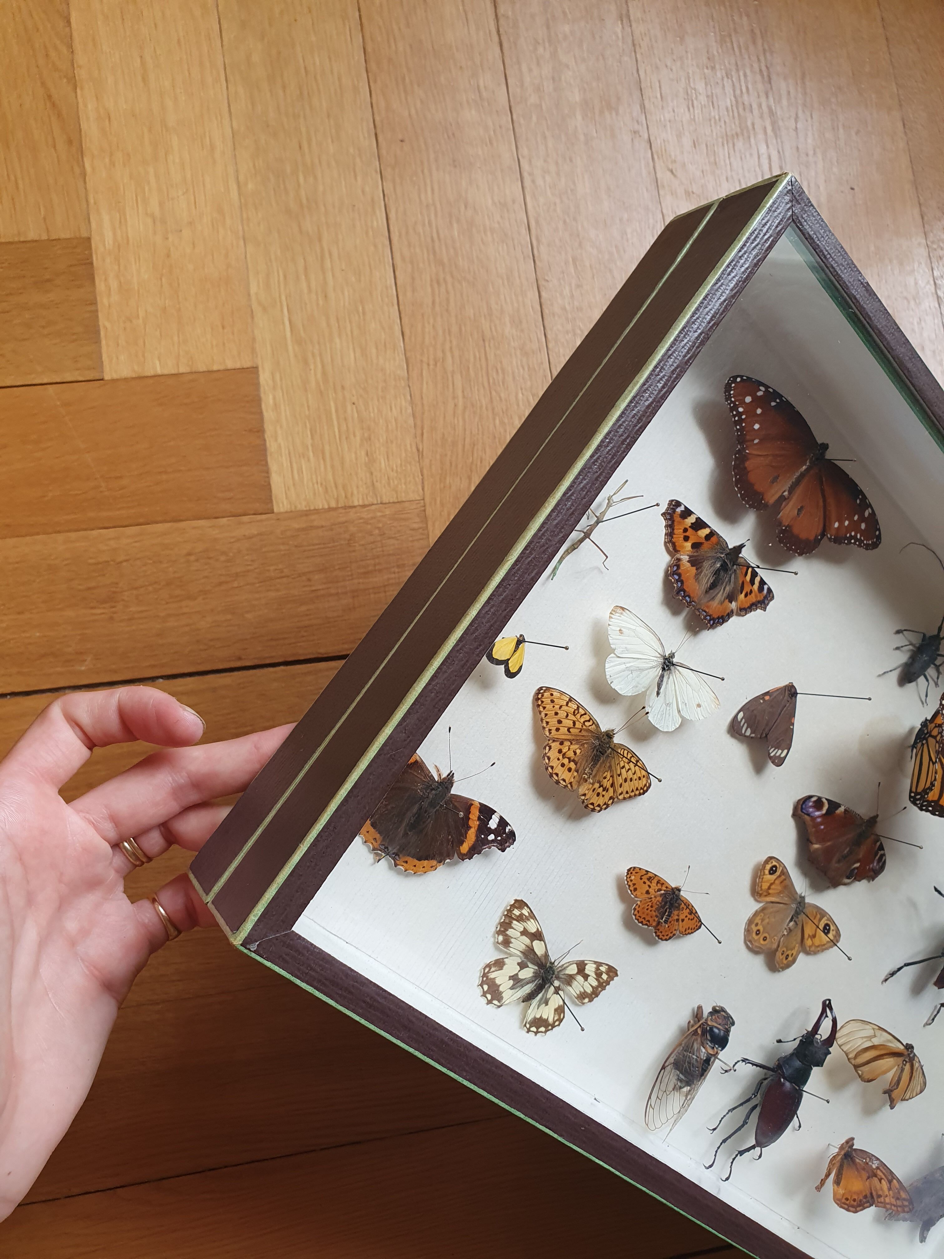 Butterfly showcase old collection