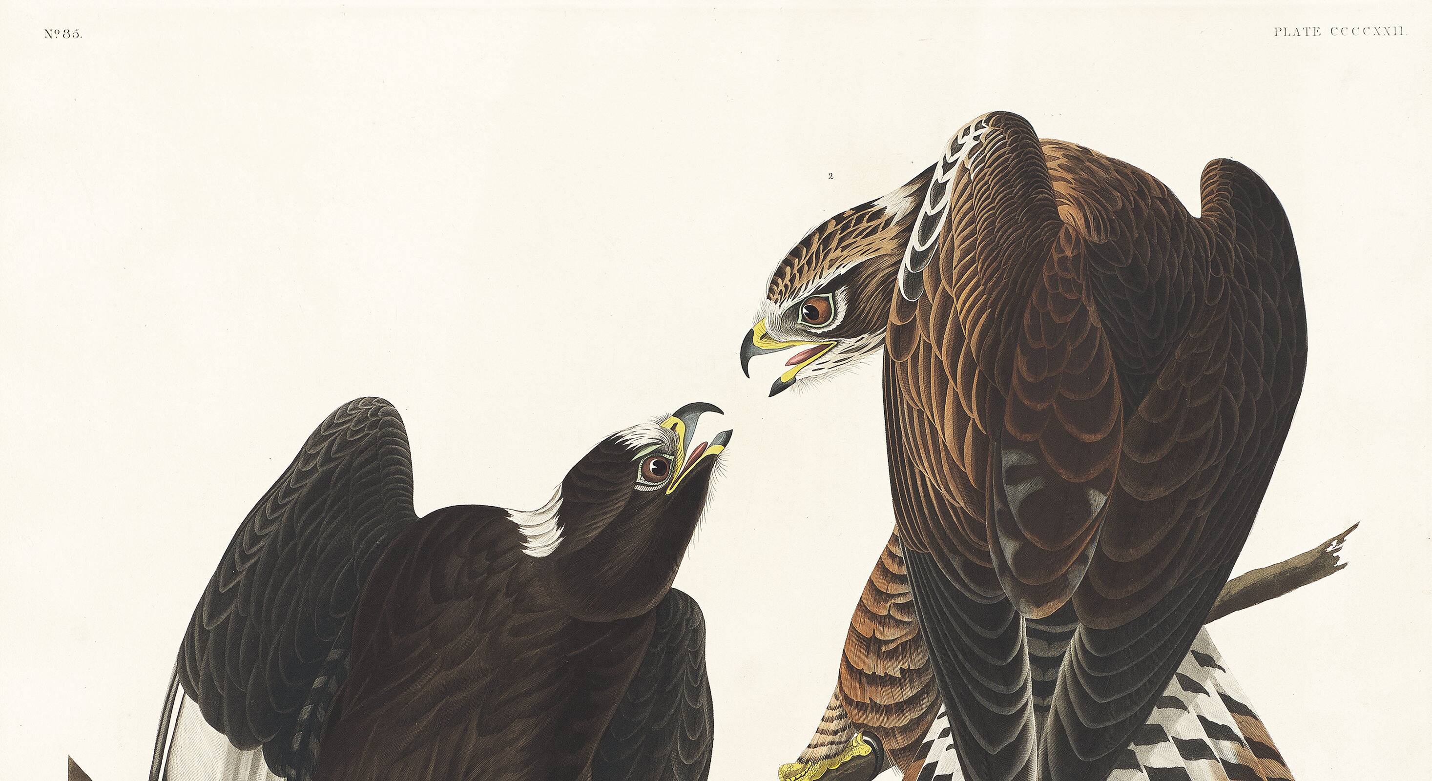 Poster about the Rough-legged Buzzard, based on an old engraving from 1827.