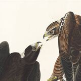 Poster about the Rough-legged Buzzard, based on an old engraving from 1827.