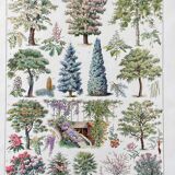 Illustration Millot "ornamental tree gardens"