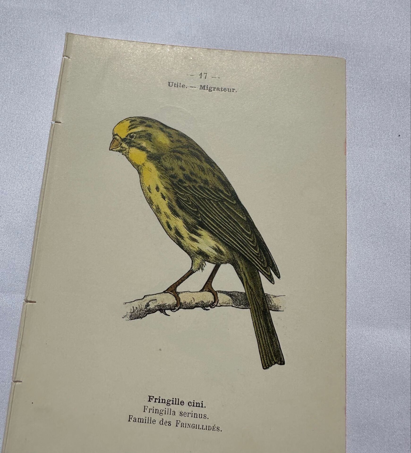 Planche Botanique Gravure oiseaux naturaliste  19eme recto verso  A