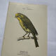 Planche Botanique Gravure oiseaux naturaliste  19eme recto verso  A