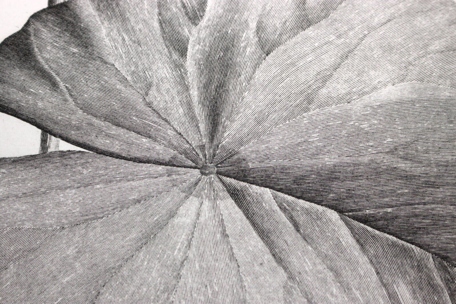 Gravure fleur - planche original de la "chalcographie du louvre" 1800 - lotus nymphæa