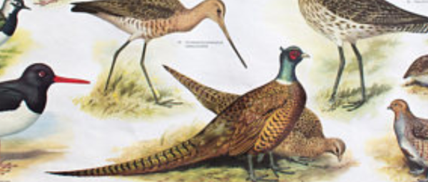 ��Affiche ''Oiseaux dans le bois'' l’éducation graphique 1953