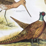 🔎 Poster "Birds in the woods" graphic education 1953