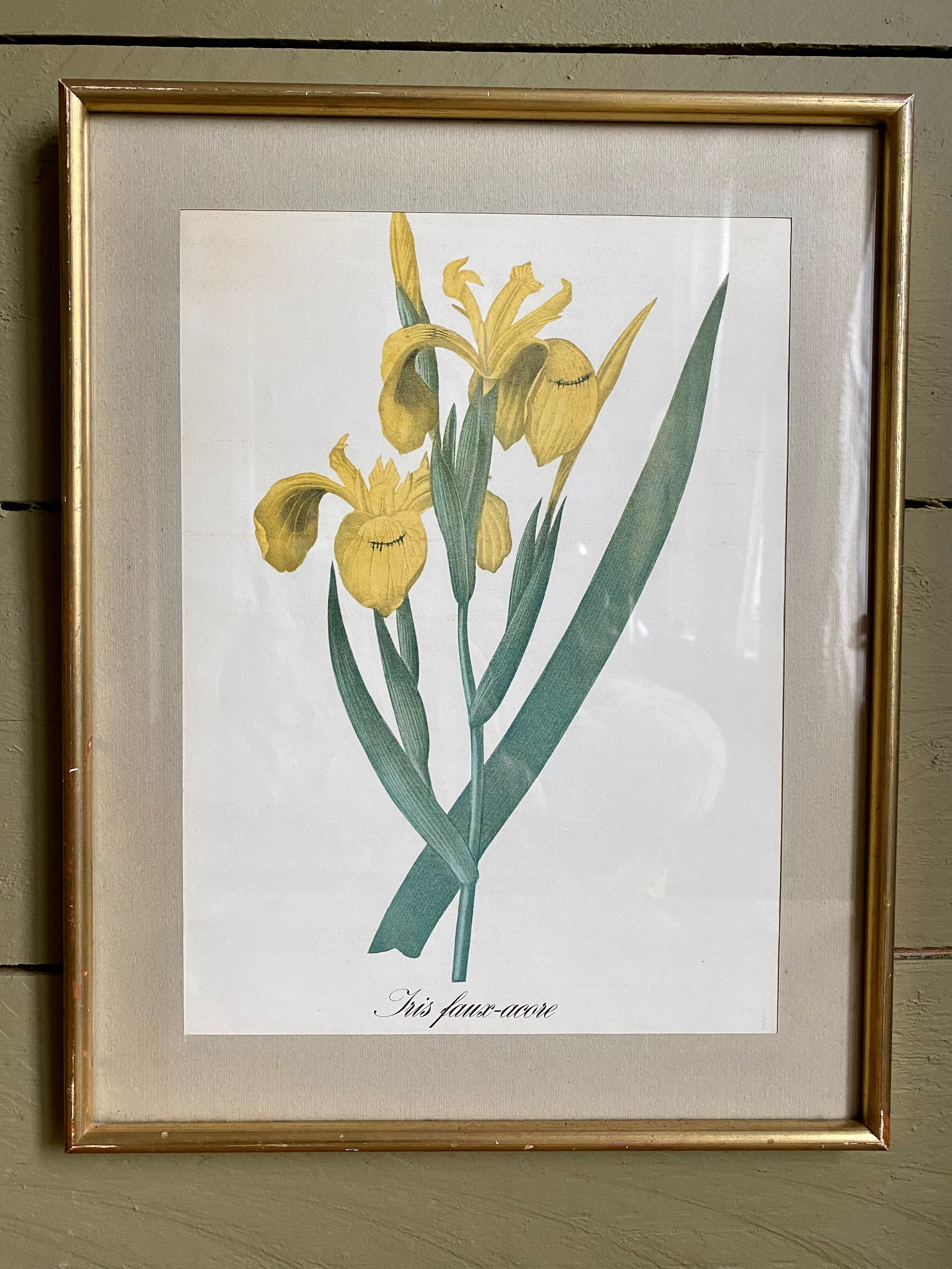 Illustration botanique dans un cadre doré
