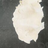 Natural giant clam shell (Tricdana) 2 assorted halves 19 cm