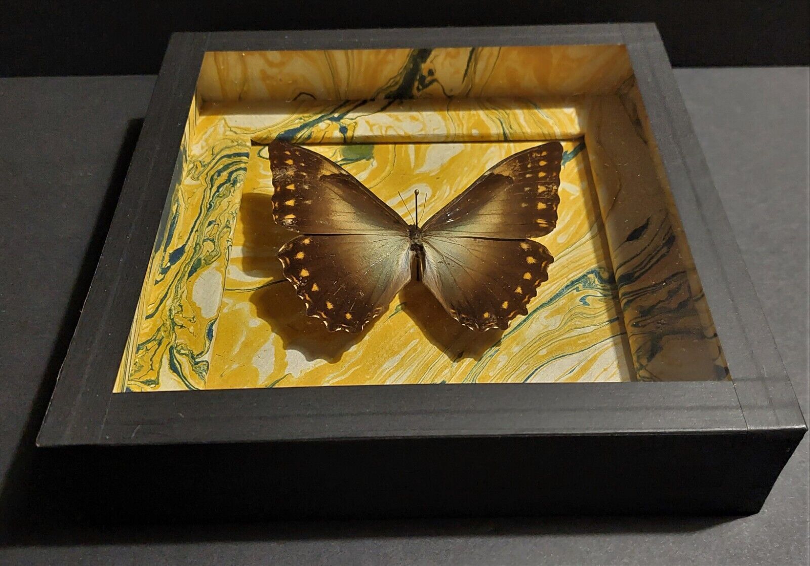 Natural history entomology frame butterfly morpho telemachus male