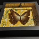 Natural history entomology frame butterfly morpho telemachus male