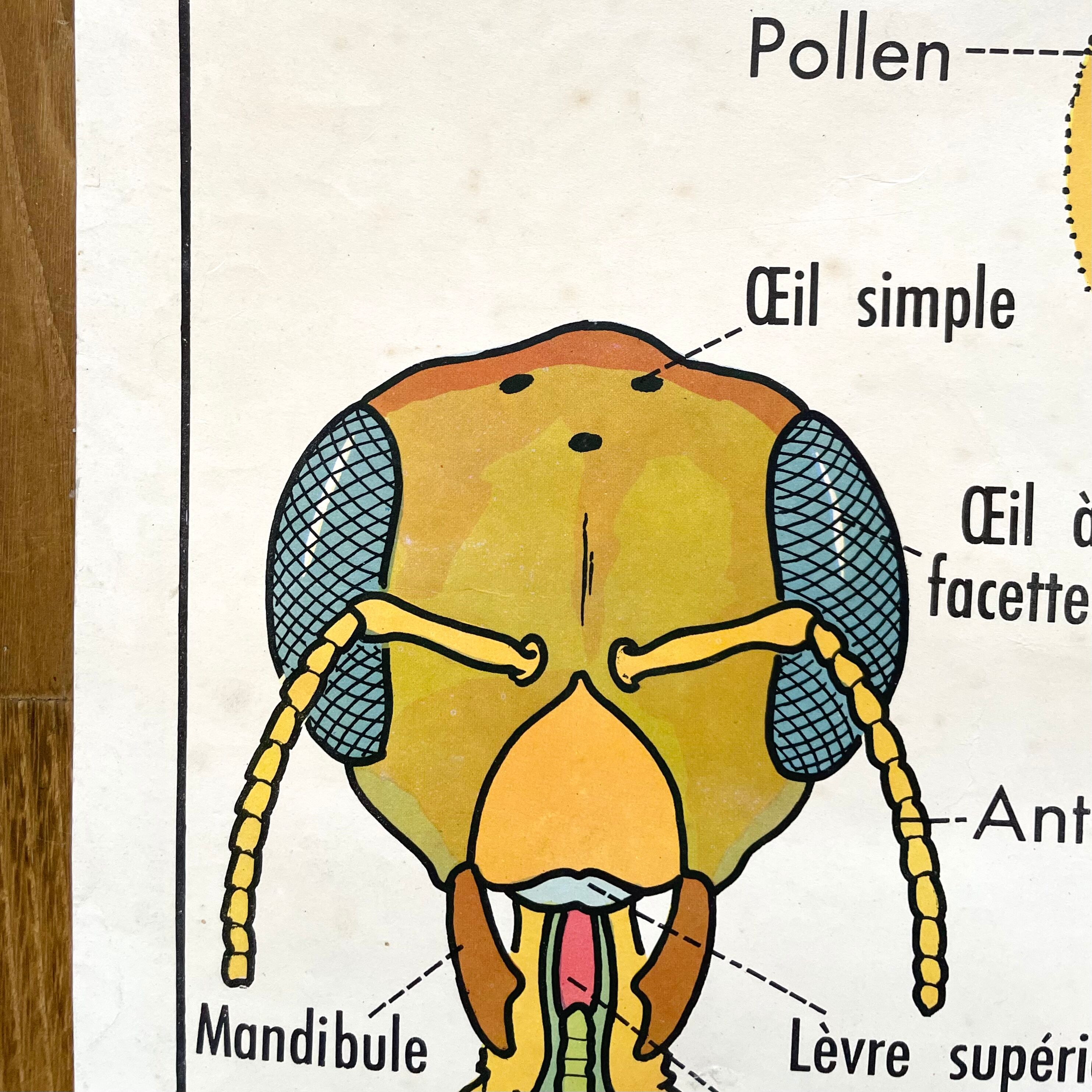 School poster the bee / The fish