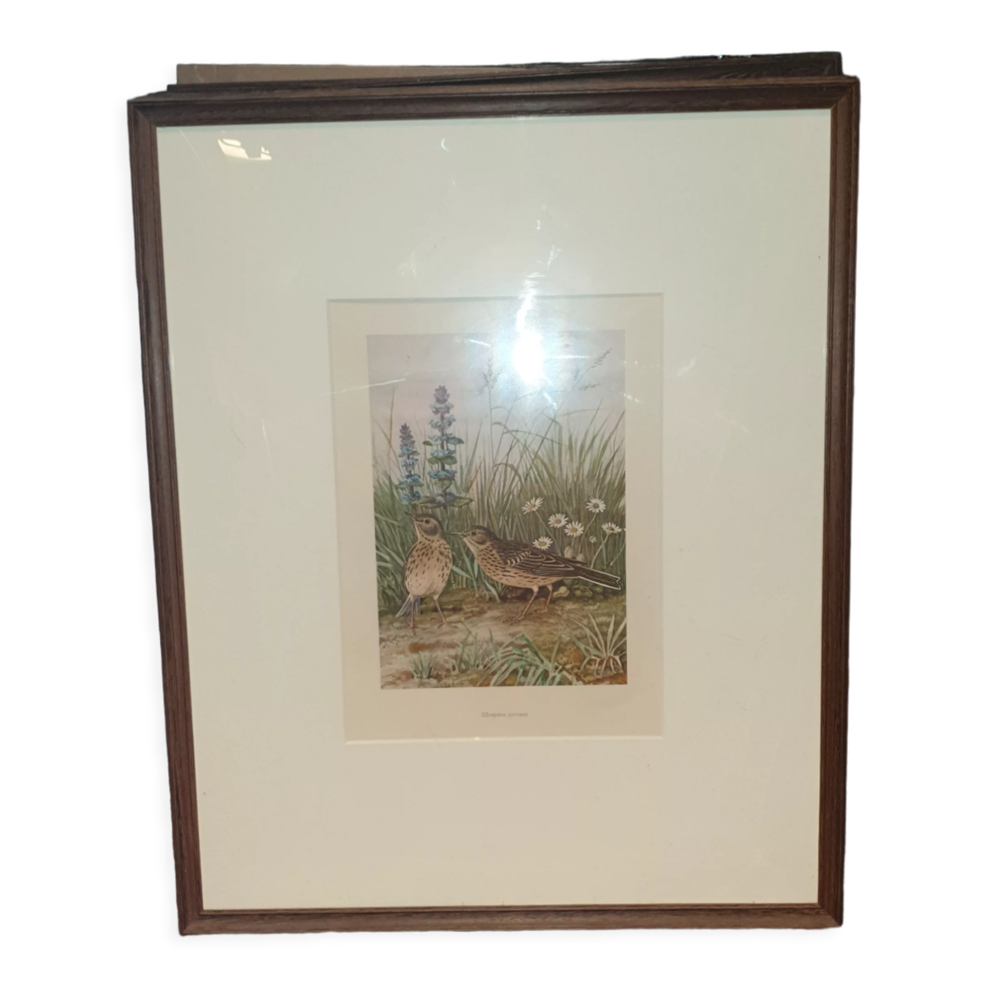 Ornithological engraving