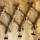 Wooden accordion coat rack