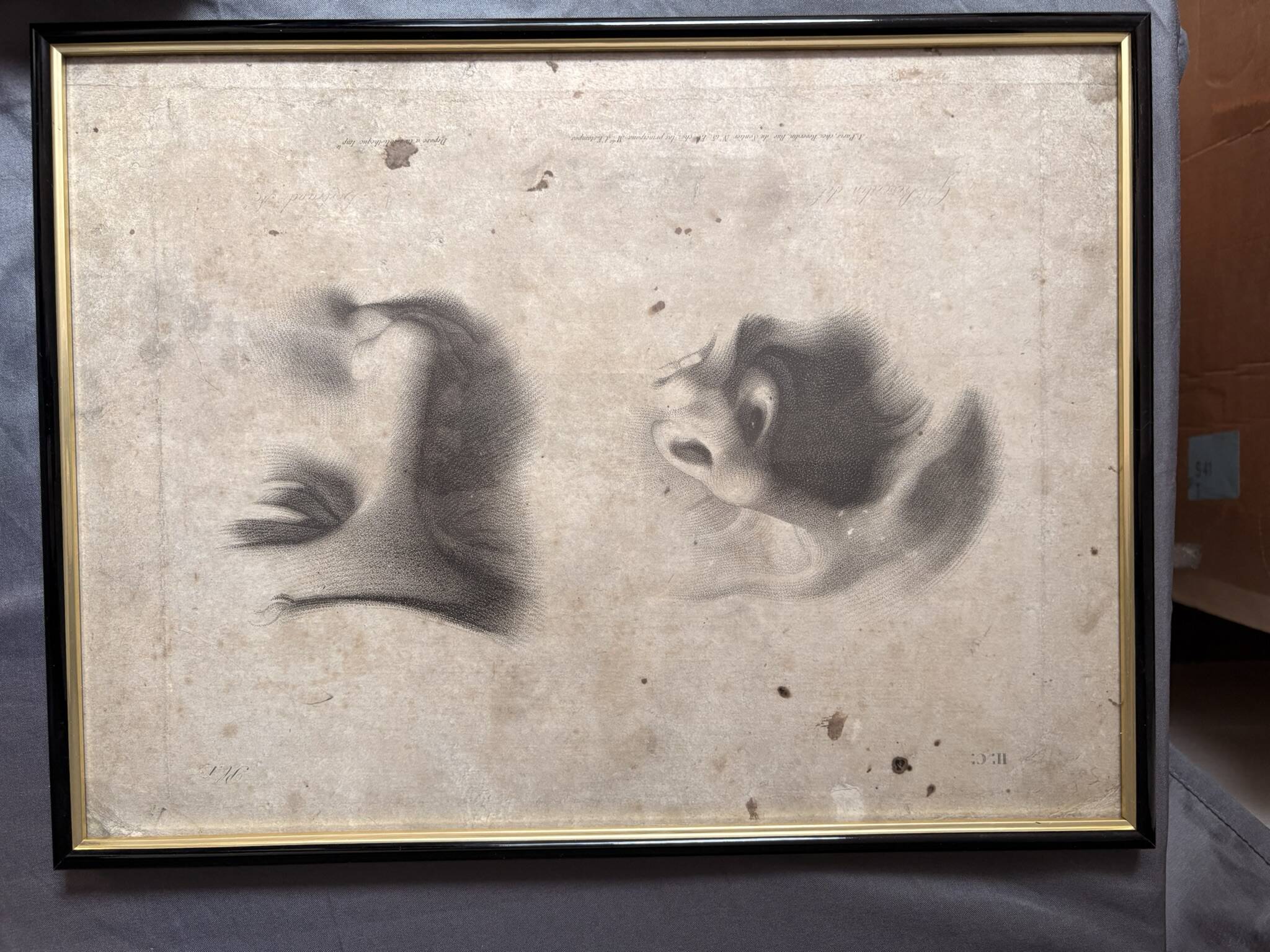 Old Print Engraving 19th Century Shadowed Notebook Nose - Bertrand Reverdin Coindet