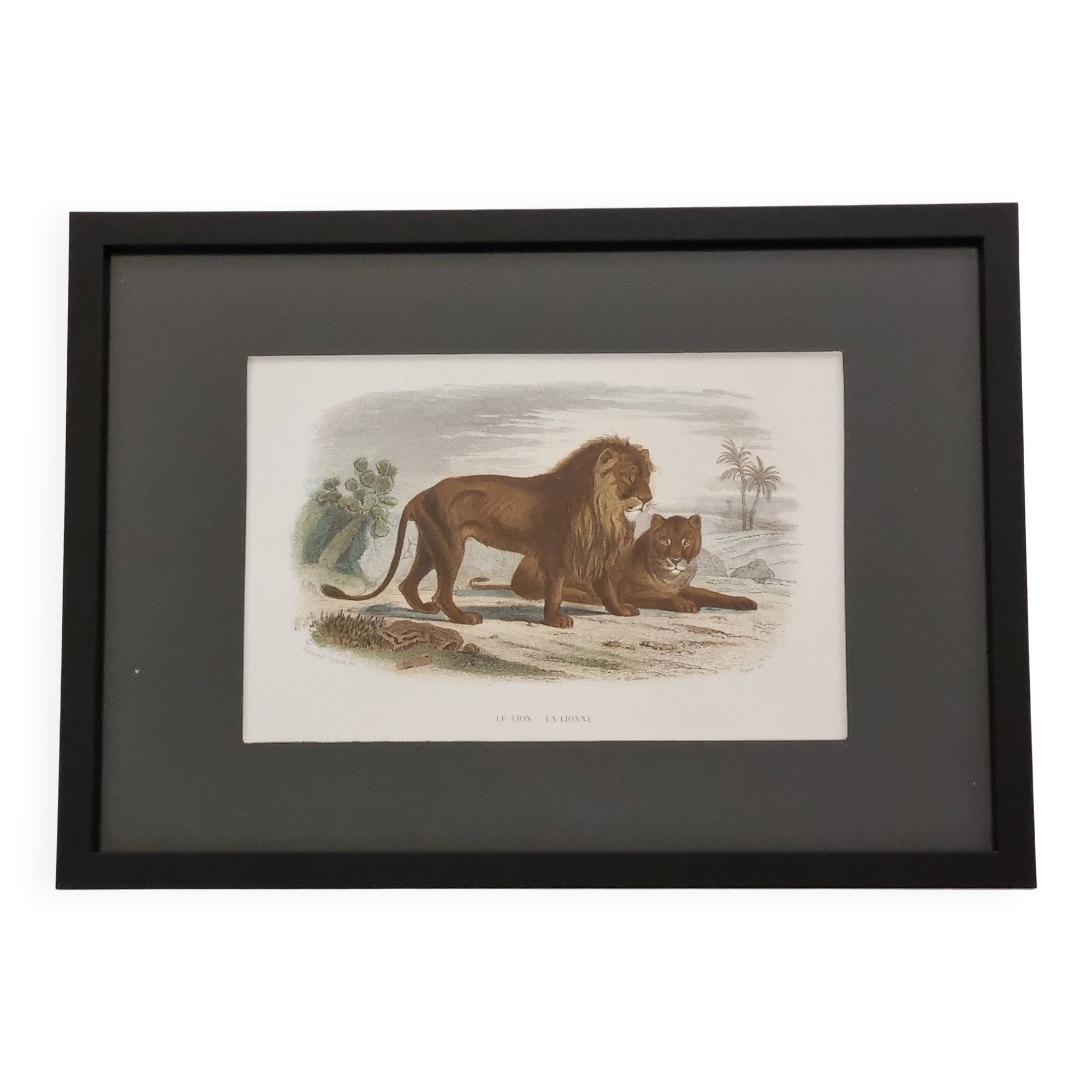 Framed vintage engraving – The Lion and the Lioness, after Buffon, 23 x 32 cm