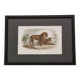 Framed vintage engraving – The Lion and the Lioness, after Buffon, 23 x 32 cm