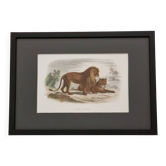 Gravure encadrée vintage – Le Lion et la Lionne, d’après Buffon, 23 x 32 cm