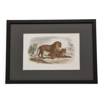 Framed vintage engraving – The Lion and the Lioness, after Buffon, 23 x 32 cm