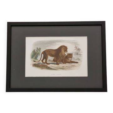 Framed vintage engraving – The Lion and the Lioness, after Buffon, 23 x 32 cm