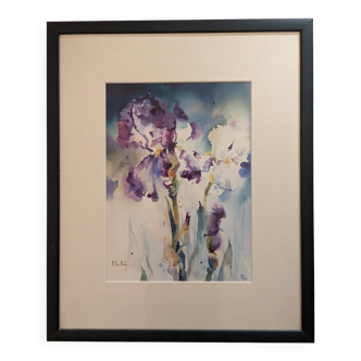 Watercolors Blue Iris, White Iris