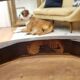 Lot of 2 Thonet chairs
