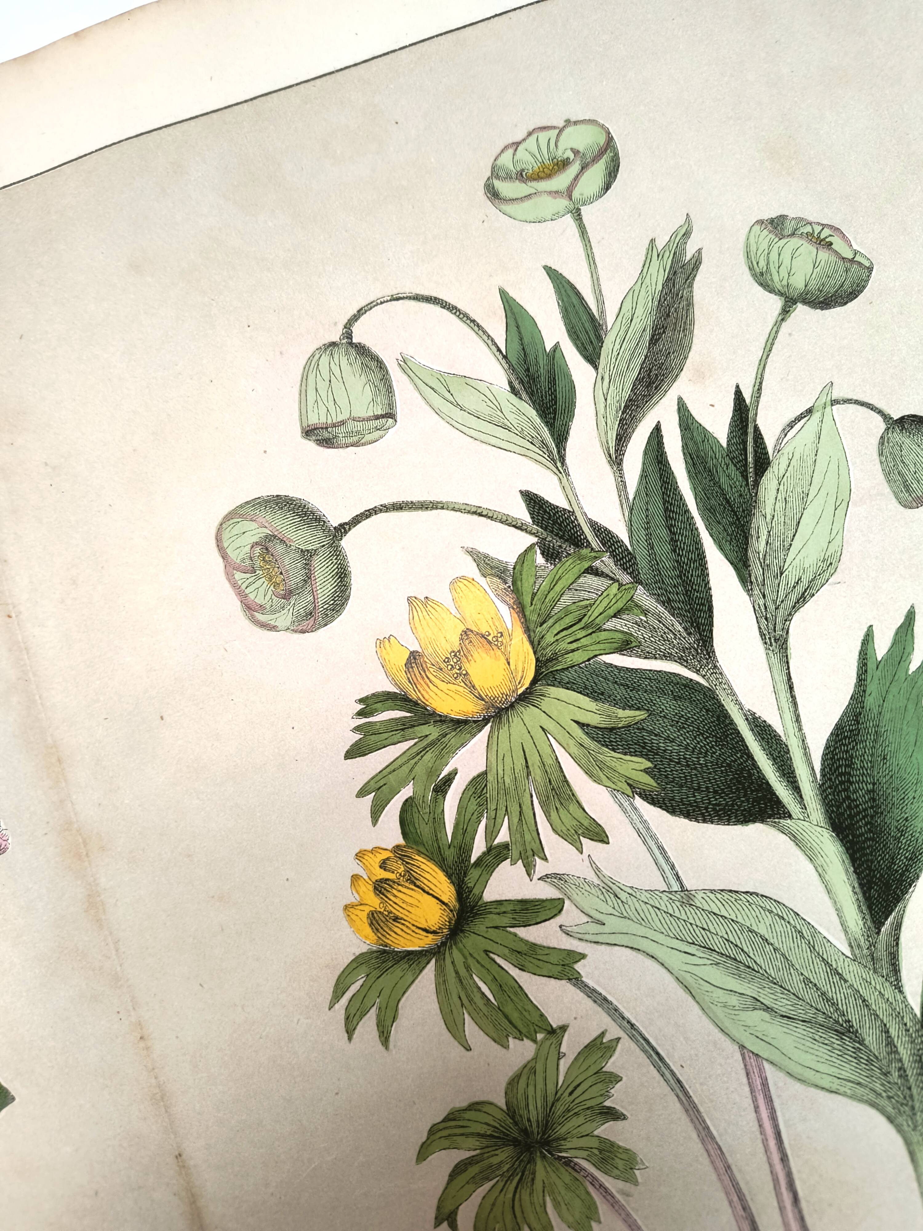 Botanical engraving from 1870 - Viburnum - flower plate lithograph poster